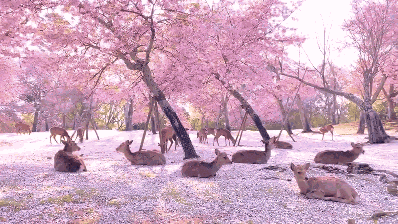 GIF animé