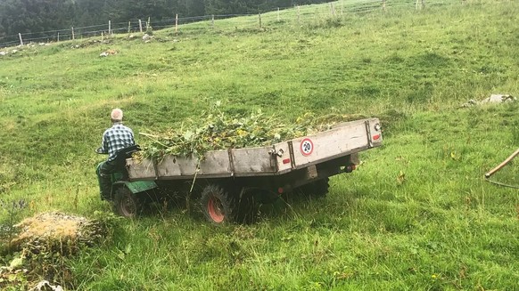 Ein Bauer entsorgt das stark giftige Alpenkreuzkraut.