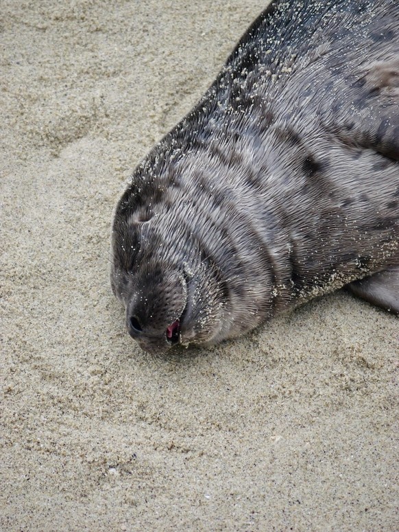 cute news tier seal robbe

https://www.reddit.com/r/seals/comments/1cx451b/sleepy_seal_bros_literally_me/
