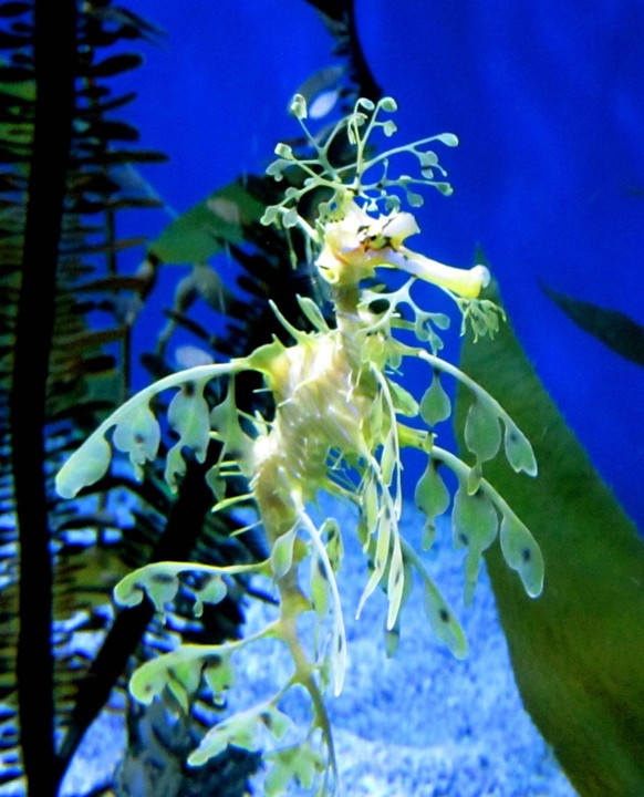 Leafy Sea-dragon, Phycodurus eques WHA PUBLICATIONxINxGERxSUIxAUTxONLY !ACHTUNG AUFNAHMEDATUM GESCHÄTZT! Copyright: WHA UnitedArchivesWHA_159_DMC

leafy Sea Dragon Phycodurus Eques Wha PUBLICATIONxINx ...