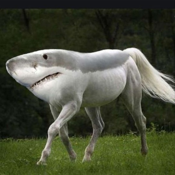 cute news pferd hai photoshop

https://ch.pinterest.com/pin/8725793020107581/