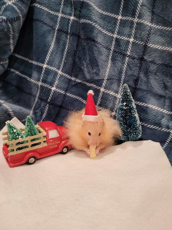 cute news animal tier hamster

https://www.reddit.com/r/hamsters/comments/rlyx1i/happy_holidays/