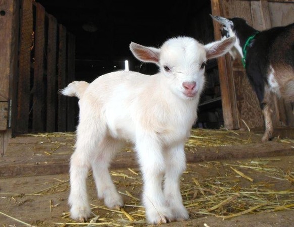 cute news tier ziege

https://www.reddit.com/r/illegallysmolanimals/comments/1pg84tn/i_want_a_pet_sheep/