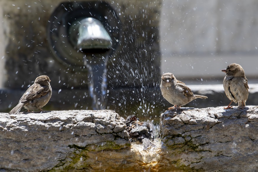 Des Moineaux domestique profitent d&#039;une fontaine d&#039;eau pour se rafraichir, ce dimanche 30 mai 2021 a Geneve. (KEYSTONE/Martial Trezzini)