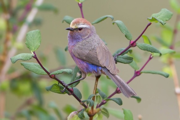 Struikhaantje, White-browed Tit-Warbler, Leptopoecile sophiae Struikhaantje, White-browed Tit-Warbler Copyright: xAgamix/xDubixShapirox