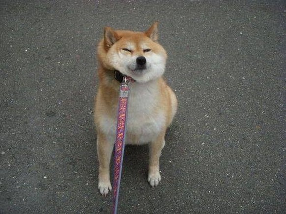 des shiba inus trop mignons!