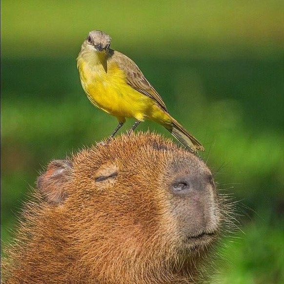 cute news tier capybara vogel

https://imgur.com/t/capybara/DdQTq10