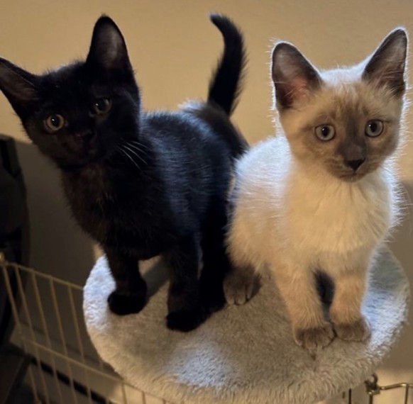 cute news tier katzen

https://imgur.com/t/aww/bntXa83