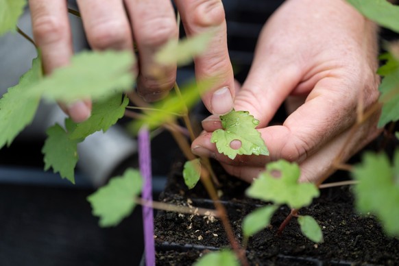 Un collaborateur scientifique d’Agroscope prépare de jeunes plants de différents cépages destinés à la recherche, le 1er juillet 2026 à Wädenswil (ZH).