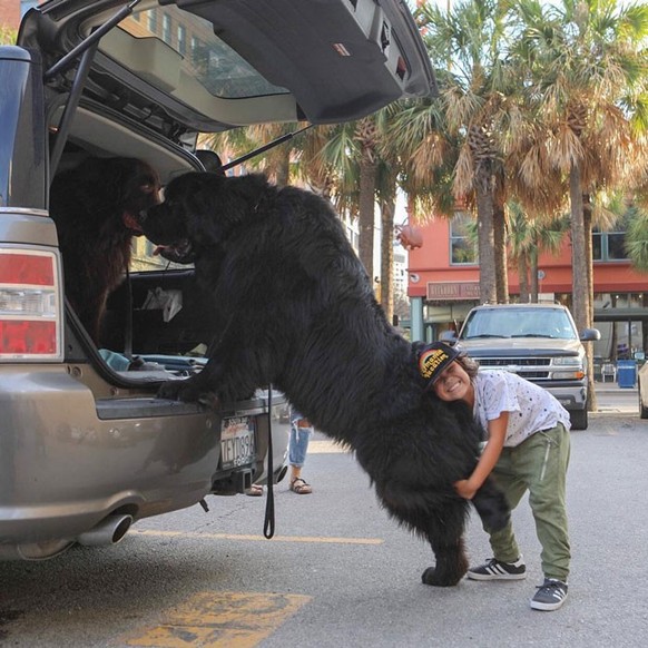 cute news animal tier hund dog

https://www.boredpanda.com/giant-dog-breeds/?utm_source=google&amp;amp;utm_medium=organic&amp;amp;utm_campaign=organic