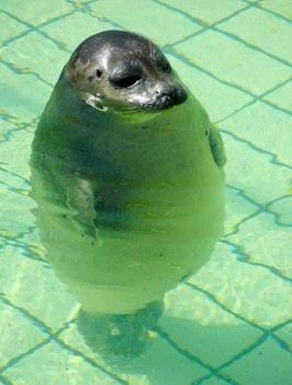 cute news tier seal robbe

https://www.pinterest.ch/pin/1121888957169118745/