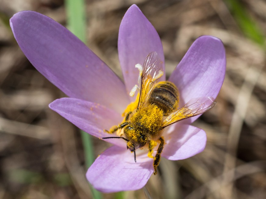 Les abeilles ont produit peu de miel cette ann