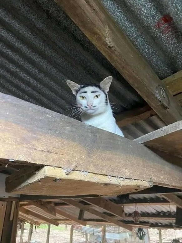 cute news tier katze

https://www.facebook.com/impanimal/