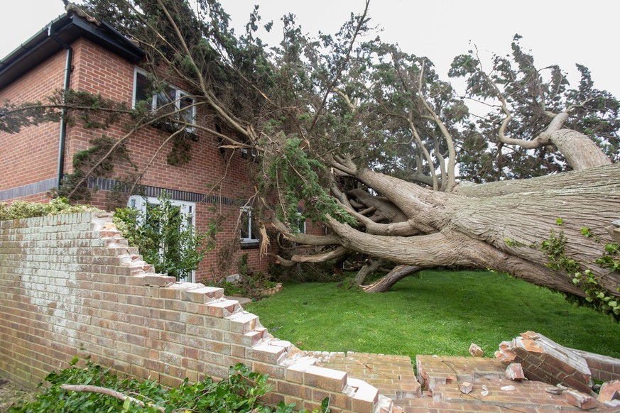 epa11761802 A tree, blown over in Storm Darragh on Oxford Street in Burnham-on-Sea, Britain, 07 December 2024. The Met Office has issued a red weather warning as Storm Darragh hits the south west of t ...