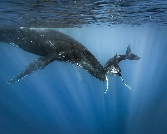 cute news tier humpback whale buckelwal mutter mit baby

https://www.reddit.com/r/NatureIsFuckingCute/comments/19dfbbc/mother_humpback_nudging_her_calf/