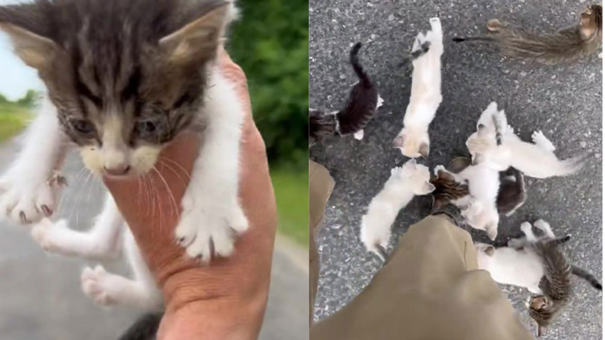 Il sauve un chaton et se fait piéger par une armée de bébés chats — free download