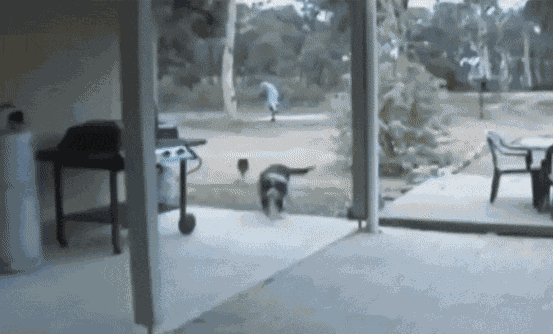 GIF animé