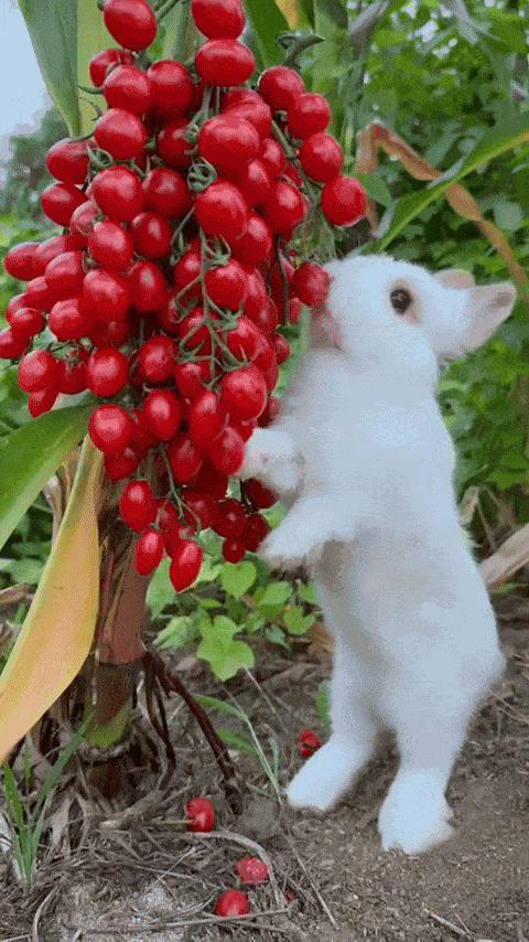 GIF animé