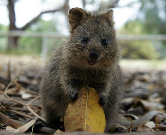 cute news tier quokka

https://imgur.com/t/wholesome/RrT5XVa