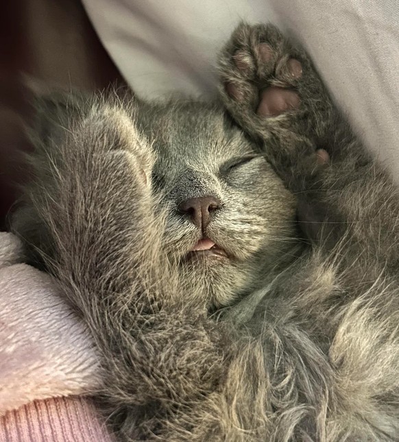 schlafende Katze