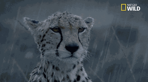GIF animé