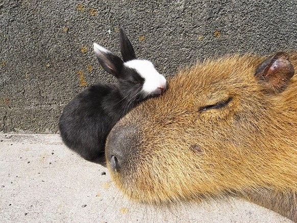 cute news tier capybara hase

https://imgur.com/t/capybara/DdQTq10