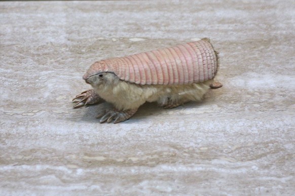 Gürtelmull
https://commons.wikimedia.org/wiki/File:Pink_Fairy_Armadillo_(Chlamyphorus_truncatus).jpg