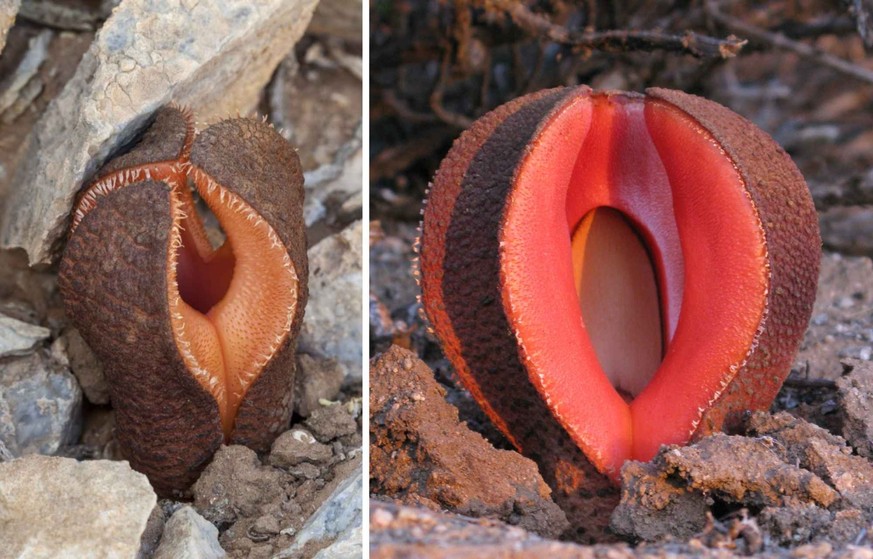 Hydnora Africana.