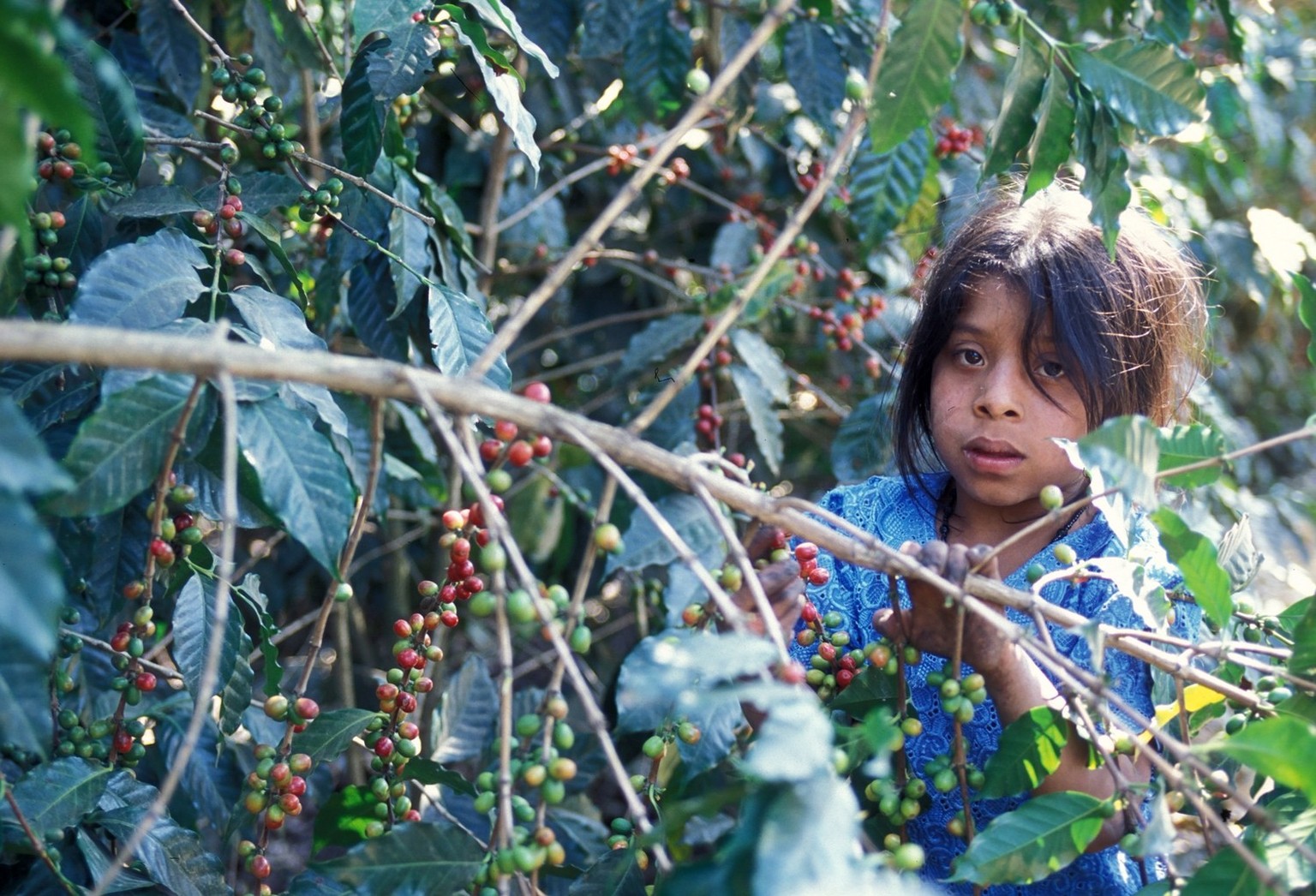 LATIN AMERICA GUATEMALA COFFEE, A coffee plantation neat the city of Antigua in Guatemala in central America.