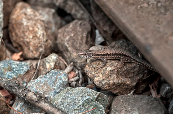 Un passager clandestin sur le Gothard: un lézard des murailles entre les voies.