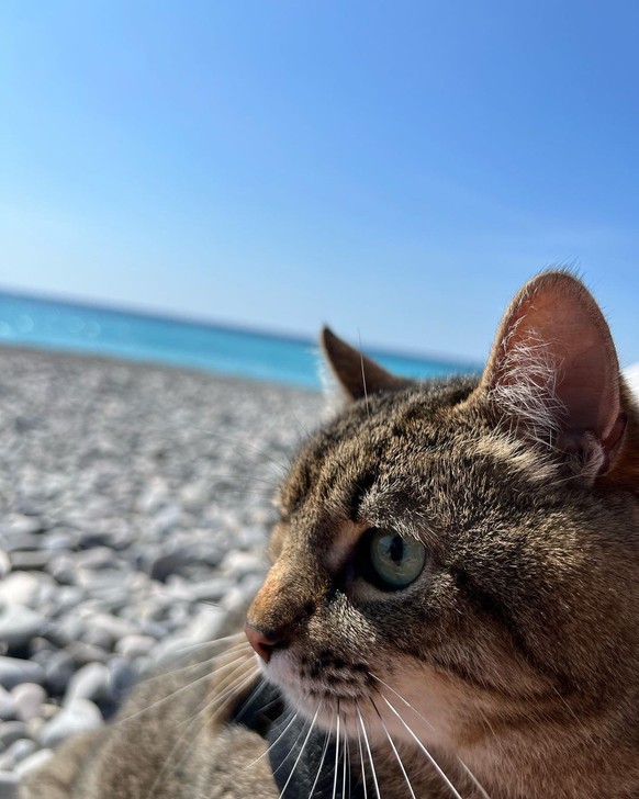Tout va beaucoup mieux quand il plonge ses yeux dans les eaux bleutées de la Promenade des Anglais. Dans ces moments-là, il songe à écrire des poèmes.