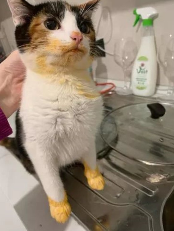 cute news tier katze

https://www.reddit.com/r/CatsBeingCats/comments/1eli93w/evidence_is_real/