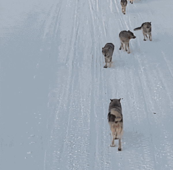 GIF animé