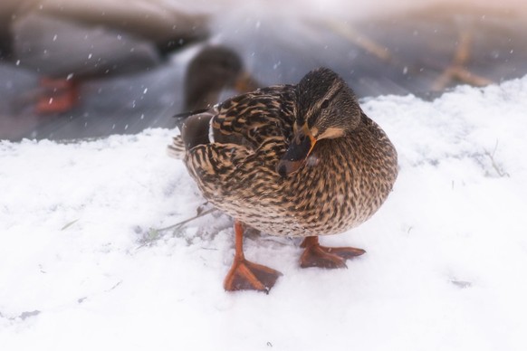 Les canards ont de la chance, ils ne peuvent pas avoir froid aux pieds.