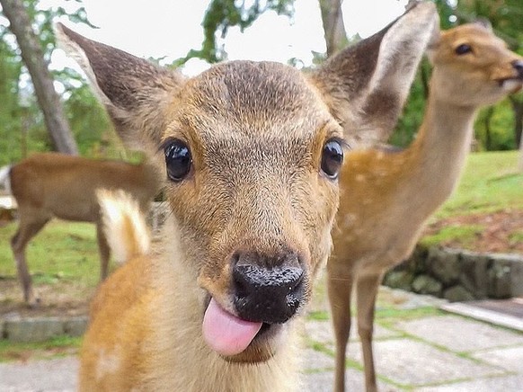 cute news tier reh

https://ch.pinterest.com/pin/1121888957218532276/