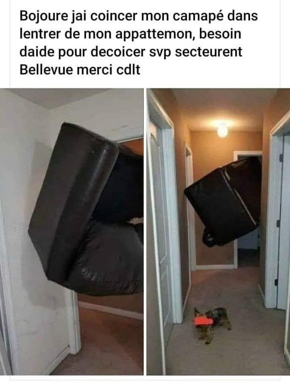 Ils ont même anonymisé le chien.