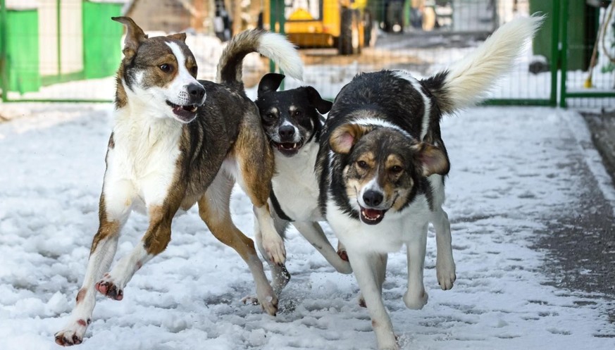 Des chiens jouant dans la neige © Narcis Pop | Speranta