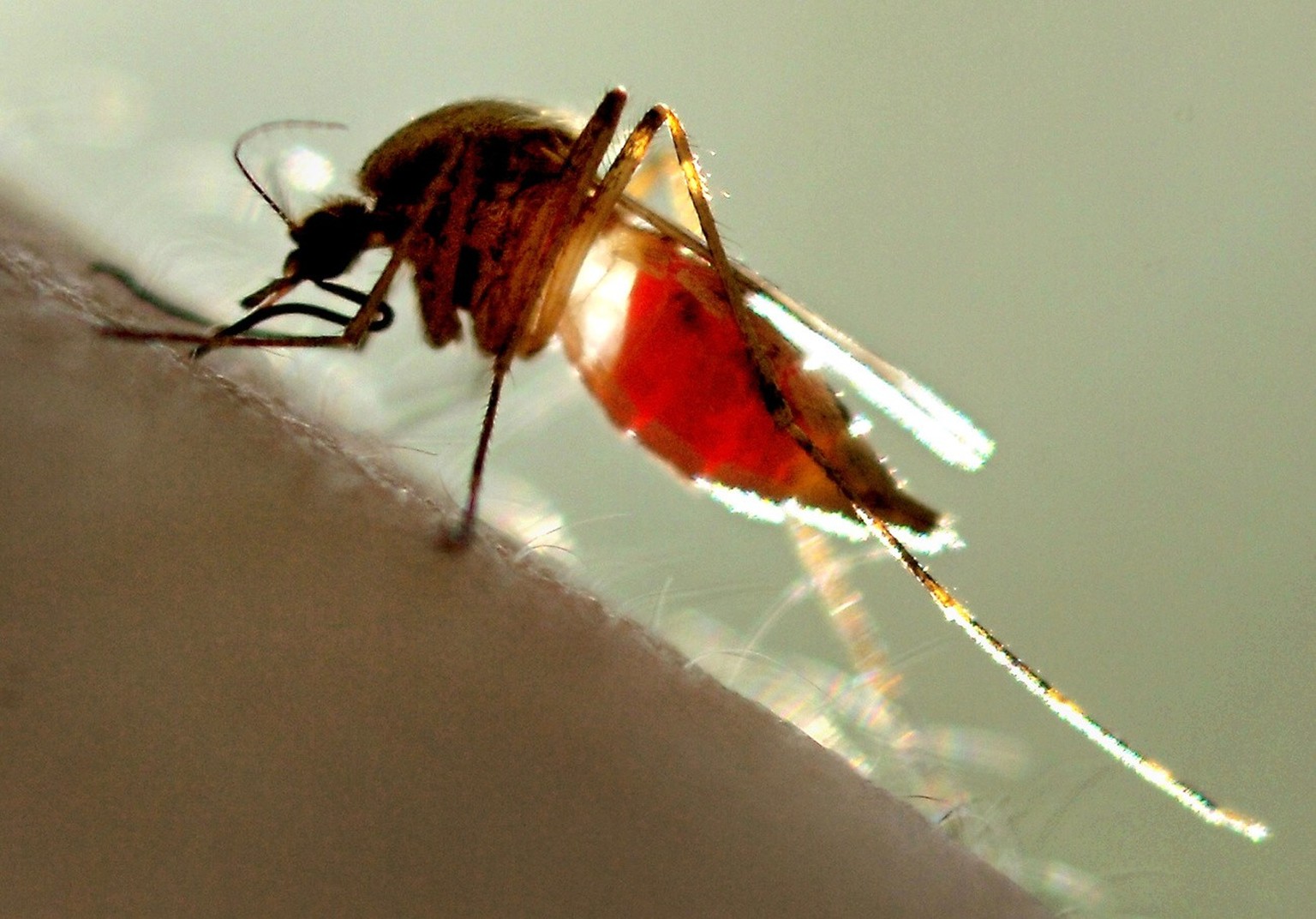 Malaria: un nouveau vaccin contre le paludisme recommandé