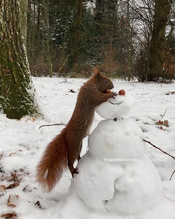 cute news tier eichhörnchen
https://www.instagram.com/p/C0uMAYsMzvW/?img_index=0