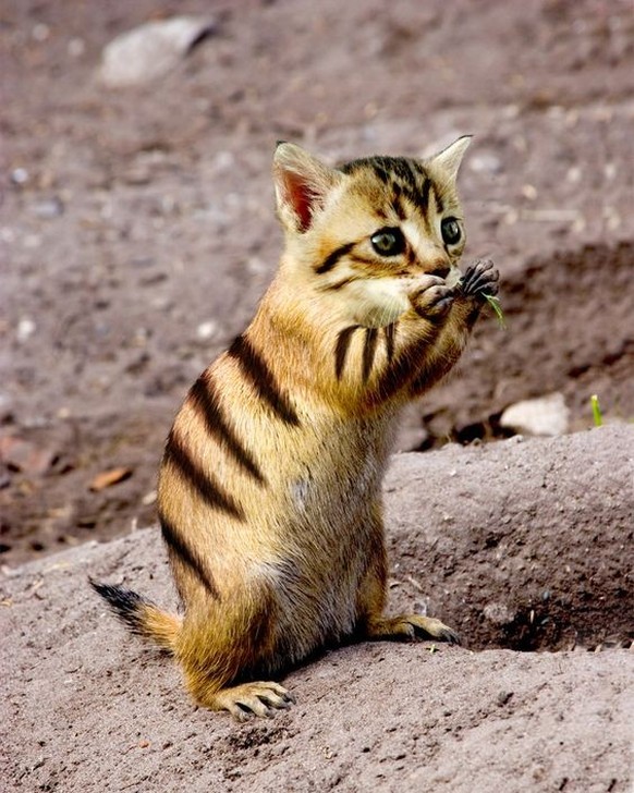 cute news photoshop

https://ch.pinterest.com/pin/7599893112163944/