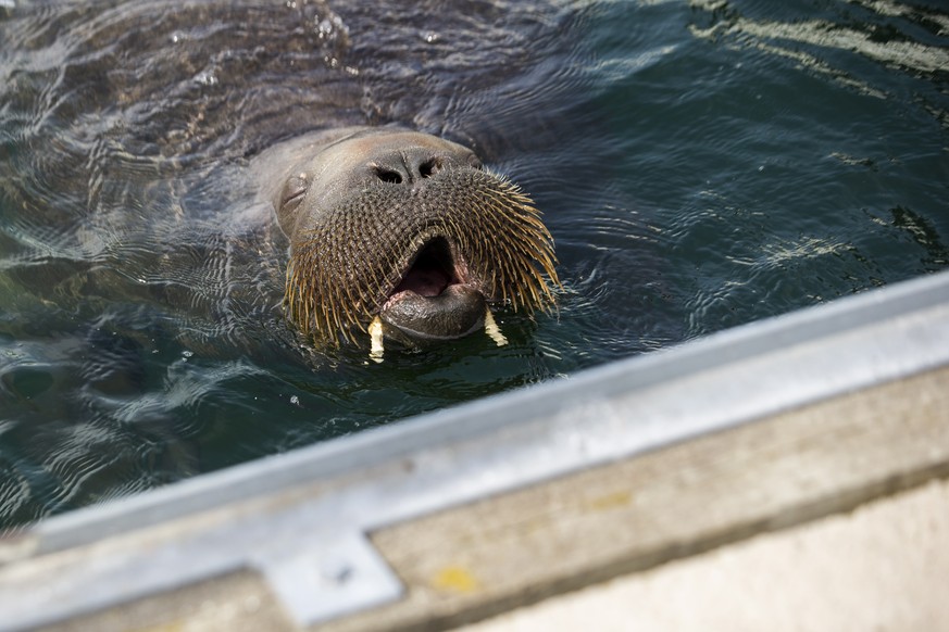 epa10089731 Freya the walrus in Frognerkilen bay, Norway, 20 July 2022 (issued 24 July 2022). The marine mammal has been damaging and often sinking small boats anchored along the Nordic coast after tr ...