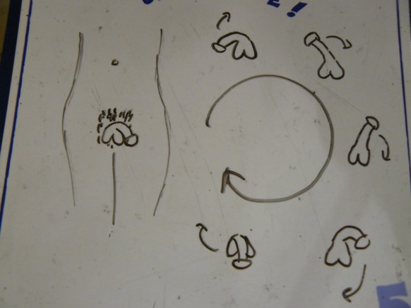 Dessin schématique expliquant le déroulement de l’hélicobite.