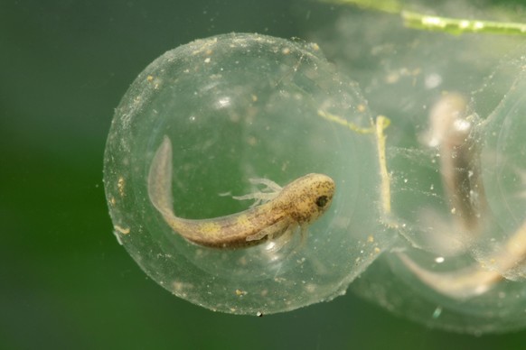 Bildnummer: 55954022 Datum: 15.08.2008 Copyright: imago/blickwinkel
mexikanischer axolotl (ambystoma mexicanum), ei mit durchscheinender larve mit äusseren kiemen axolotl (ambystoma mexicanum), egg wi ...