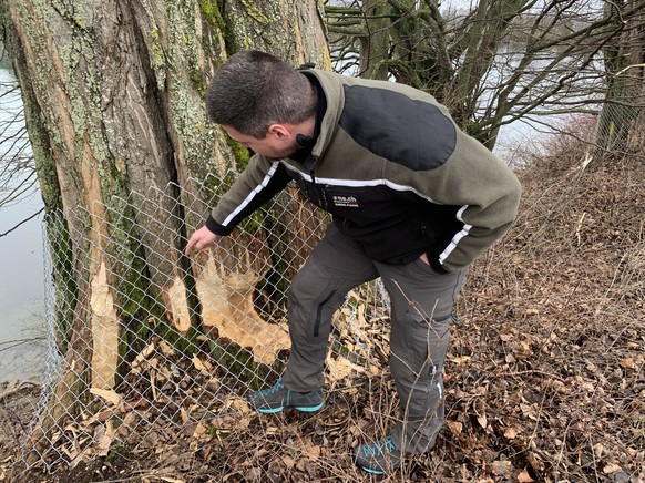 Le garde-faune cantonal Ludovic Genoud, montrant un arbre protégé d'un grillage.