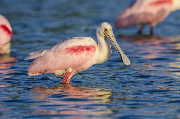 Roseate Spoonbill Platalea ajaja standing in water, Myakka River State Park, Florida, USA. March. PUBLICATIONxINxGERxSUIxAUTxONLY 1532079 GeorgexSanker
