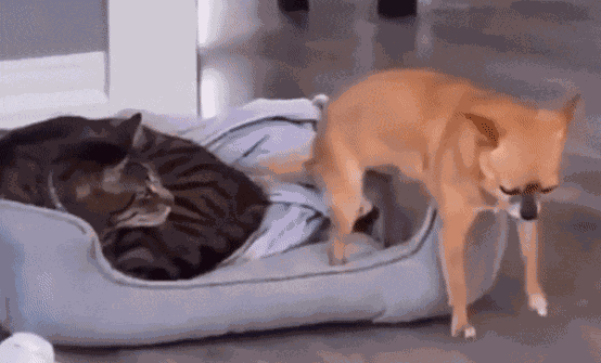 GIF animé