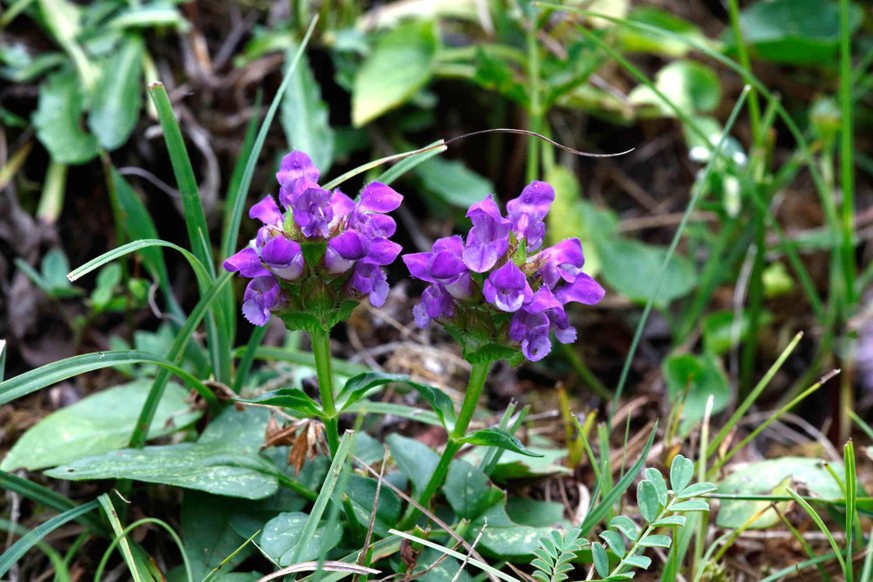Très rustique, la Brunelle à grandes fleurs est présente dans les prés et forêts de toutes les régions suisses.