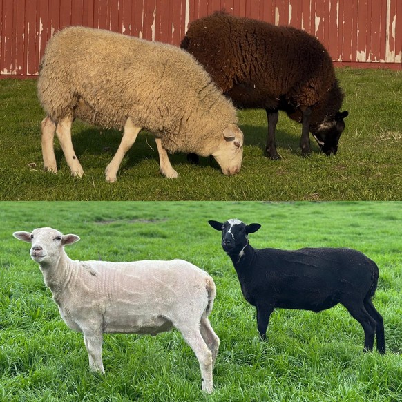 cute news tier schafe

https://www.reddit.com/r/sheep/comments/1re6jys/before_after_shearing/