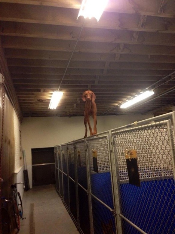 Die lustigsten Fails der Woche: Hund