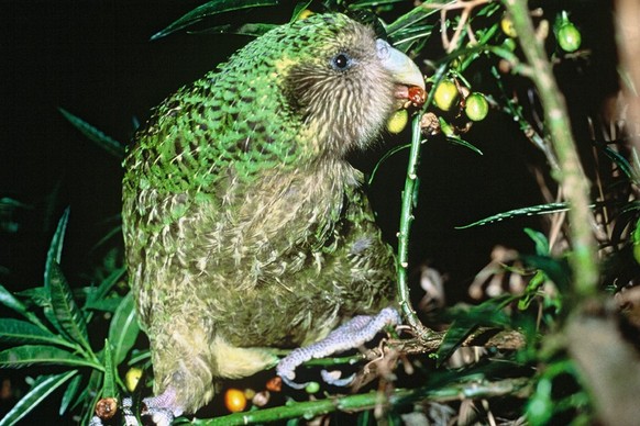 Kakapo: Il est potelé, il ne sait pas voler et il est trop chou